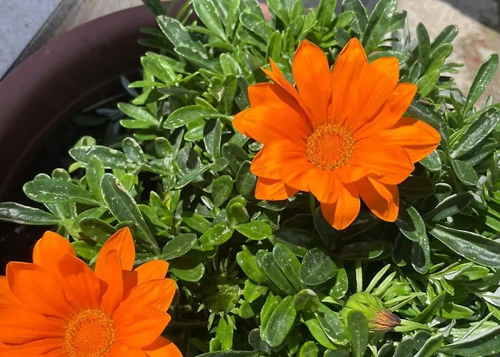 Dom wakacyjny Diarla's 4 *