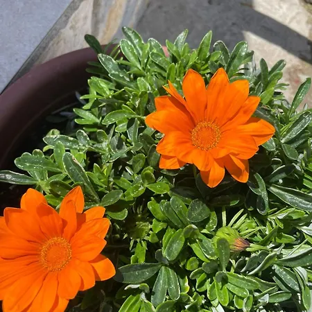 Holiday home Diarla's 4 *